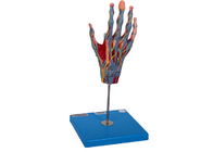 근육 주요 베슬 신경과 학교 교육 손 분석 모델