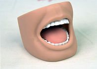 치과 간호 인체 해부 모형 가득 차있는 이 ISO 9001-2000를 가진 성숙한 입 모형