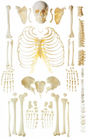뼈 논증을 위한 뿌려진 뼈 인간적인 해골 해부학 모형