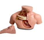 경정맥 영양요법 PVC 인간 환자 시뮬레이터