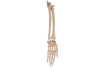 의료 교육을 위한 승리 팔의관절 해부학 요골 뼈