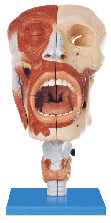 코 환경 친절한 PVC 인간적인 해부학 모형은, 구두 113 위치 훈련 모형을 표시했습니다