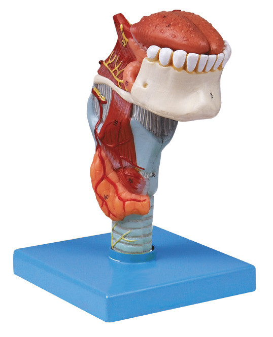ISo 제조소 toungue, 이 인간 모형을 가진 인간적인 해부학 모형 후두