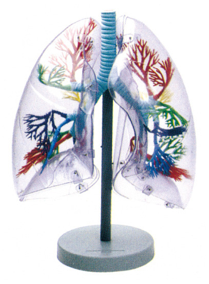 학교 교육을 위한 환경 물자 인간적인 해부학 모형 투명한 폐