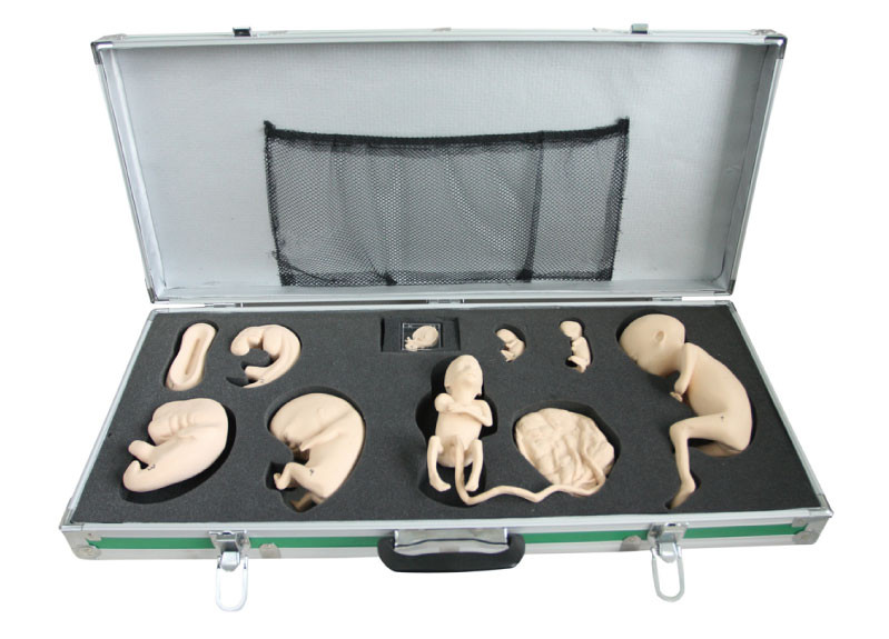 미발달 발달의 관측 그리고 학문을 위한 태아 모형을 가진 휴대용 상자