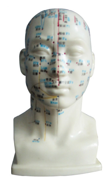 의학 대학을 위한 침술 점 모형 인체를 가진 사람 머리