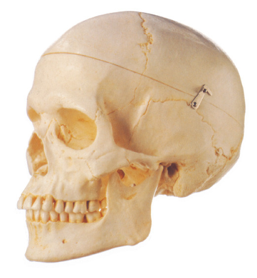 Removeable 성숙한 두개골 인간적인 해부학 모형 3는 학교 교육을 분해합니다