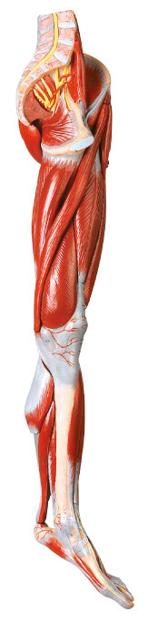 다리 인간적인 해부학의 10 부품 근육은 주요 배 및 신경으로 만듭니다