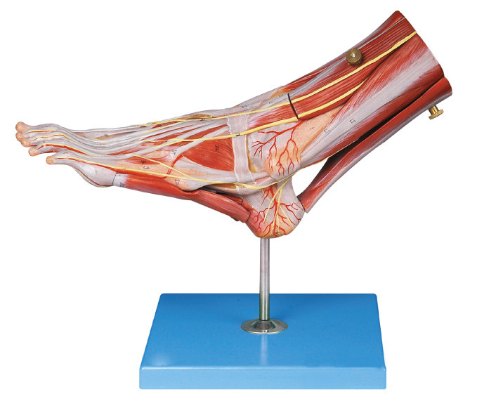 발 인간적인 해부학의 근육은 주요 배로 만들고 해부학 구조를 위한 신경은 설명합니다