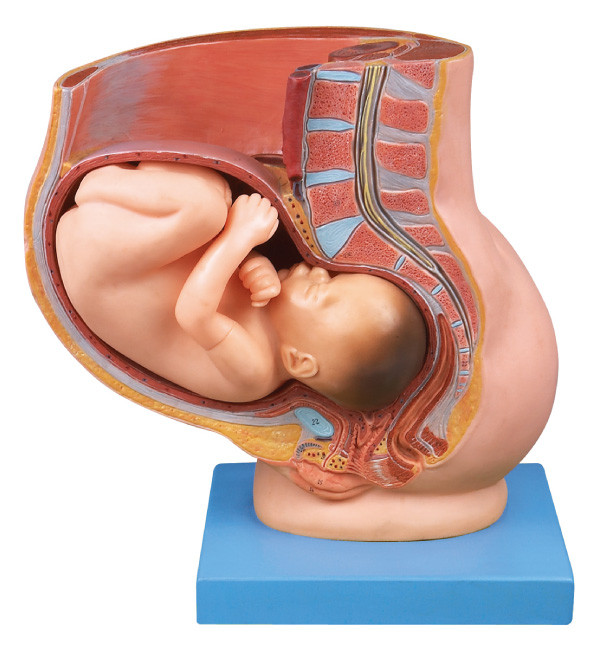 의학 교육을 위한 9 달 임신 인간적인 해부학 모형에 있는 자궁을 가진 골반