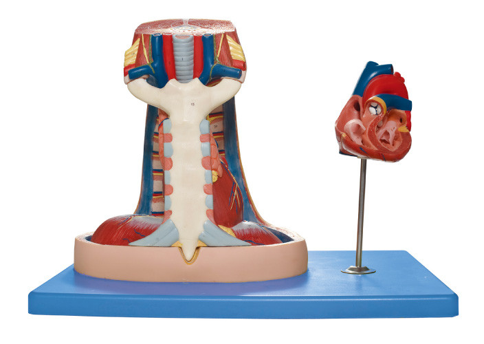 종격 의학 훈련을 위한 모형 (흉골, 흉선, 종격) 인간적인 해부학 모형