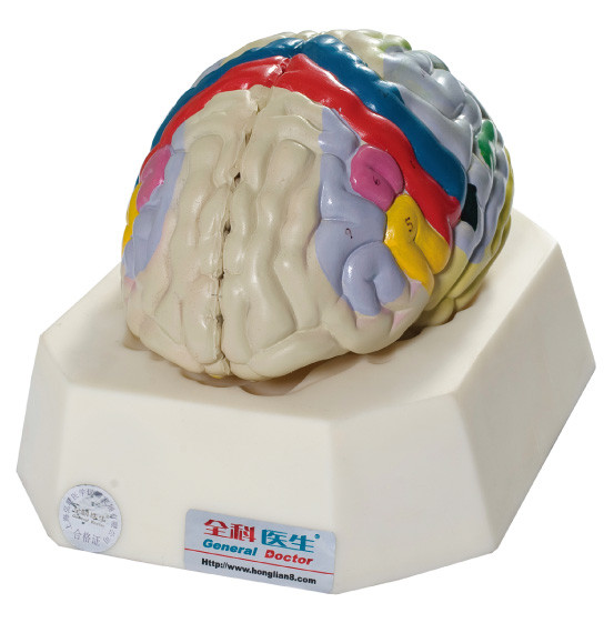 병원을 위한 대뇌 모형, 학교 훈련의 기능적인 지방화