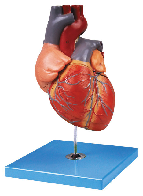 손으로 그리는 성숙한 심혼 인간적인 해부학 모형은 대동맥 아치, 심방, 뇌실을 보여줍니다