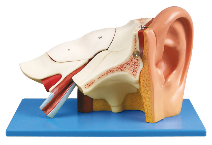 3 시간 귀 shool 훈련을 위한 이동할 수 있는 동위를 가진 인간적인 해부학 모형