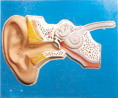귀 의학 훈련을 위한 청각 정식 인간적인 해부학 모형