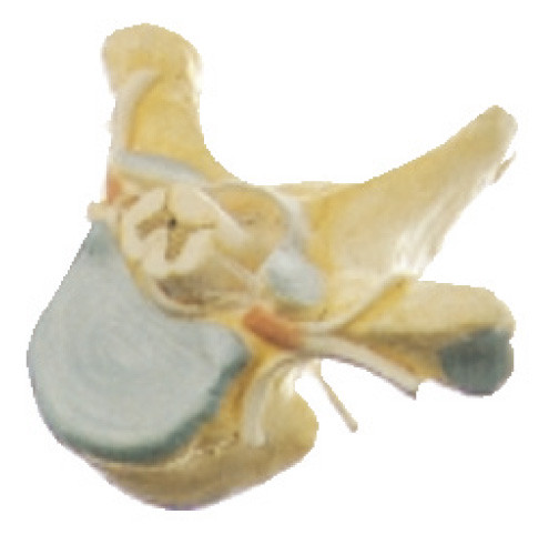 척수 의학 시뮬레이터를 위한 단면에 있는 인간적인 해부학 모형을 가진 가슴 Vertrebra