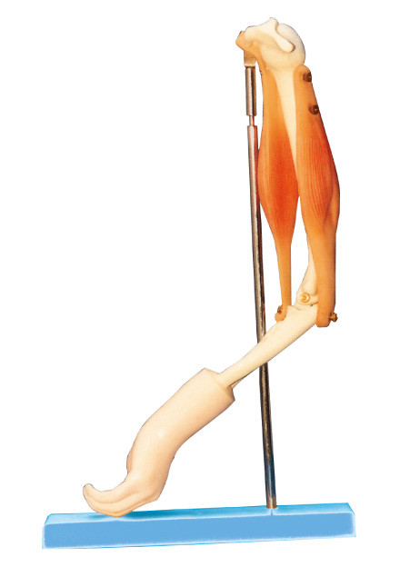 기능적인 팔 근육 모형, 훈련을 위한 인간적인 해부학 모형을 가진 팔꿈치 관절