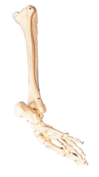 발, 종아리 뼈 및 shinebone 인간적인 해부학의 뼈는 훈련 공구를 만듭니다