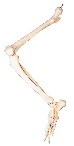 더 낮은 사지 인간적인 해부학 3d의 뼈는 해부 가르침을 위해 만듭니다