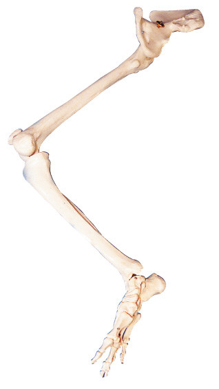 사지 PVC 뼈 진보적인 뼈 인간적인 해부학 흉상 모형 교육 인형을 낮추십시오