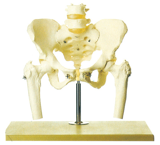 허리 등뼈와 넓적다리 맨 위 인간적인 해골 모형 stander를 가진 골반