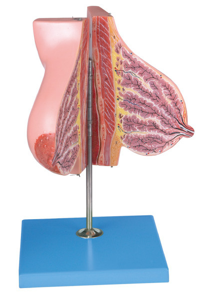 의과 대학 훈련을 위한 수유/인간적인 해부학 모형에 관하여 유방 동맥 모형
