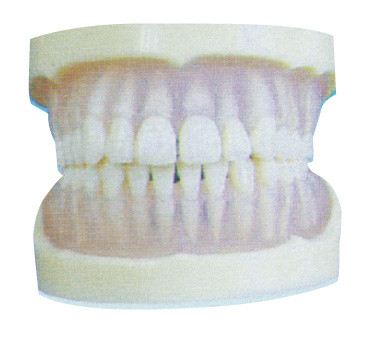 치과 대학 훈련을 위한 표준 투명한 PE 이 모형