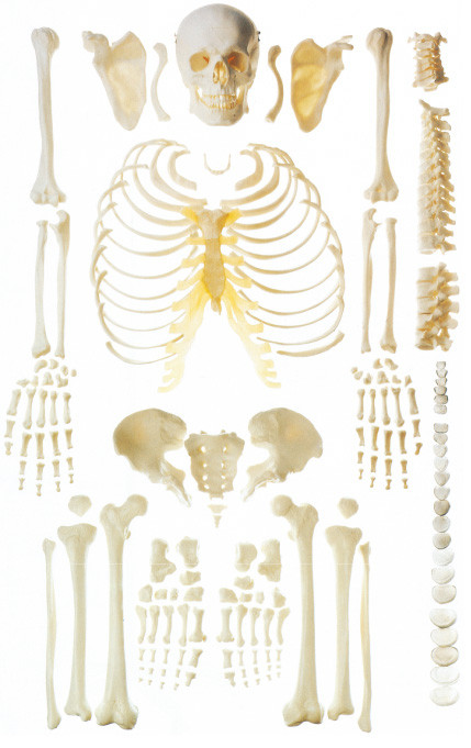 뼈 논증을 위한 뿌려진 뼈 인간적인 해골 해부학 모형