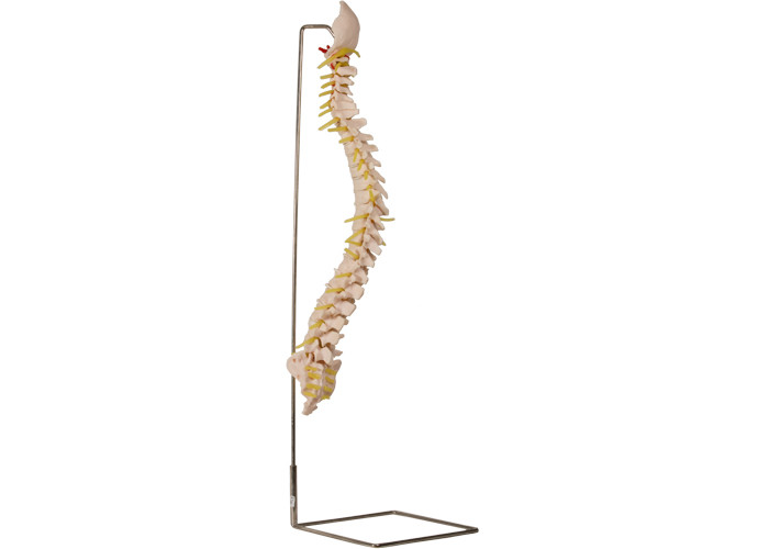 스테인레스 강 홀더와 70 센티미터 척추 뼈대 모델