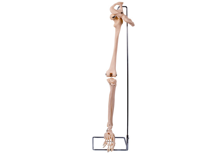 의료 교육의 PVC 3D 하체 부분 골반뼈 모델