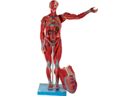 의과대학 훈련을 위한 남자 내부 기관 인간 근육 해부학 모델 PVC