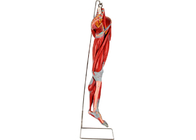 훈련하기 위한 주요 베슬 신경과 PVC 근육 다리 분석 모델