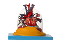 인간 해부 모형 투명한  폐, 기관과 심장과 기관지나무