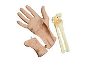 간호 shool 학생을 위한 손목 Arthroscopy 가동 사람 머리 해부학 모형