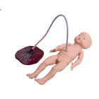 탯줄과 아기 출산 시뮬레이터를 훈련시키는 SGS PVC