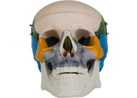 컬러링 분석 PVC 성인 두개골 골형 모범 학교 훈련