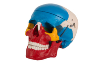 푸른 빨간색은 의과대학 훈련을 위한 플라스틱 해부학 두개골을 페인트를 칠했습니다