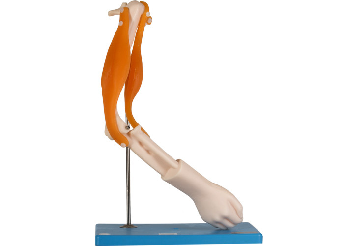 학교 훈련의 기능적 근육 해부학 팔꿈치 결합 모델