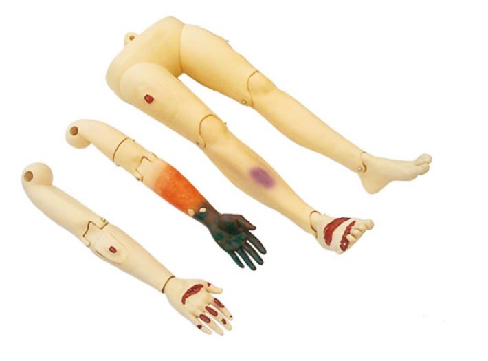 간호하고 교류를 위한 병원, 대학 팔 및 다리 응급조치 인체 해부 모형