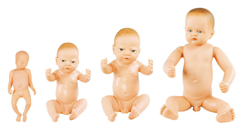 신생 아기 인형 탯줄, 유아 가장을 가진 소아과 가장 인체 해부 모형
