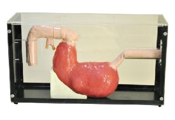 Gastroscope의 ERCP 1 년 보장을 가진 임상 가장 교육 공구를 Stomach