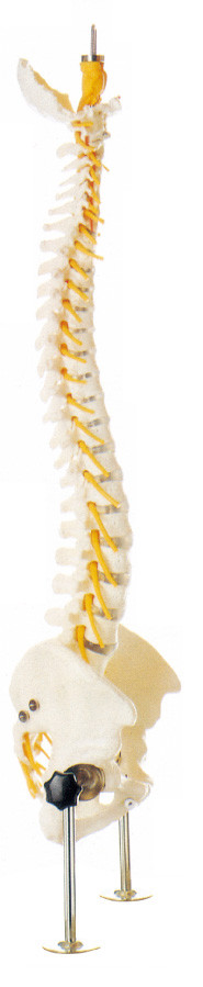 의학 훈련을 위한 현실적 척추 란 인간적인 해부학 모형