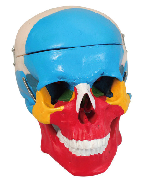 다채로운 두개골 별거 인간적인 해부학 모형 2는 훈련 인형을 분해합니다