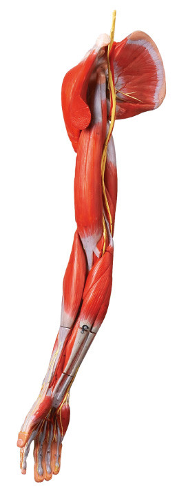 팔 인간적인 해부학의 근육은 주요 배 및 신경으로 만듭니다