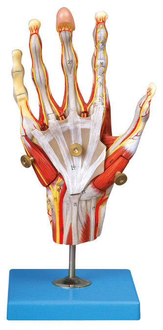 손 인간적인 해부학의 근육은 주요 배와 신경 42 위치 전시로 만듭니다