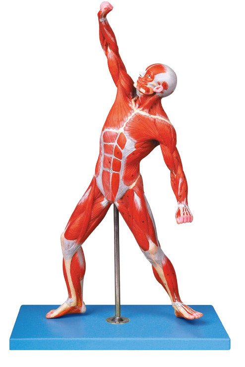남성 해부학 모형 69 위치의 근육은 traing 모형을 표시합니다