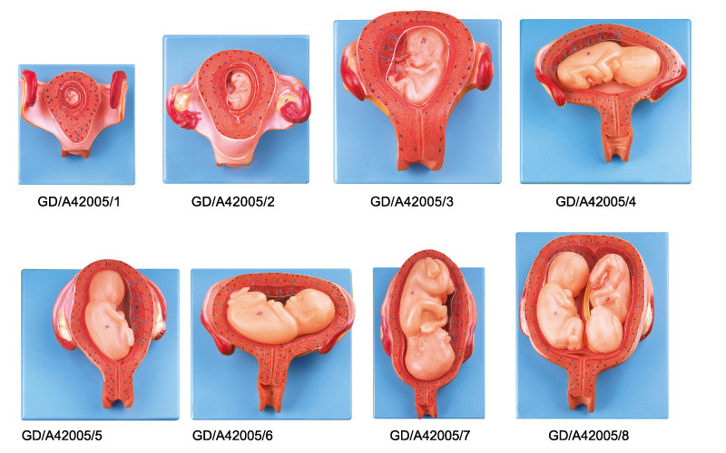 첫째로에서 일곱 번째 달 임신에 인간적인 해부학 모형 8개 부품 미발달 발달