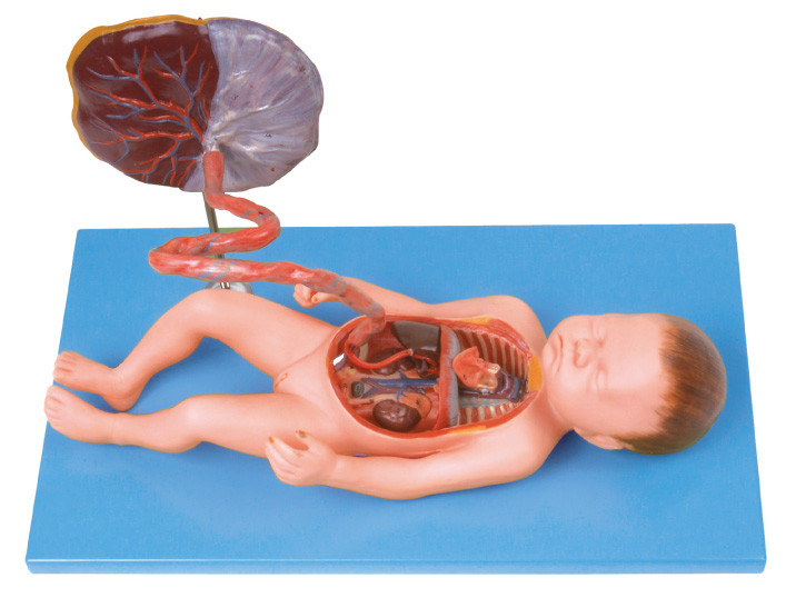 간호 학교 훈련을 위한 태아 순환 체계 인간적인 해부학 모형