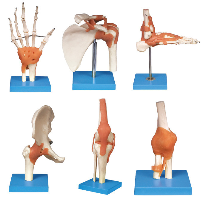 합동 시리즈 (어깨, 팔꿈치, 엉덩이, 무릎, 손, 발) 인간적인 해부학 모형 교육 공구