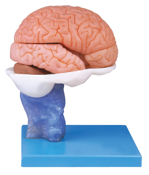 해부학 훈련을 위한 15 부품을 가진 회화 인간 두뇌 Anatomyical 진보된 모형